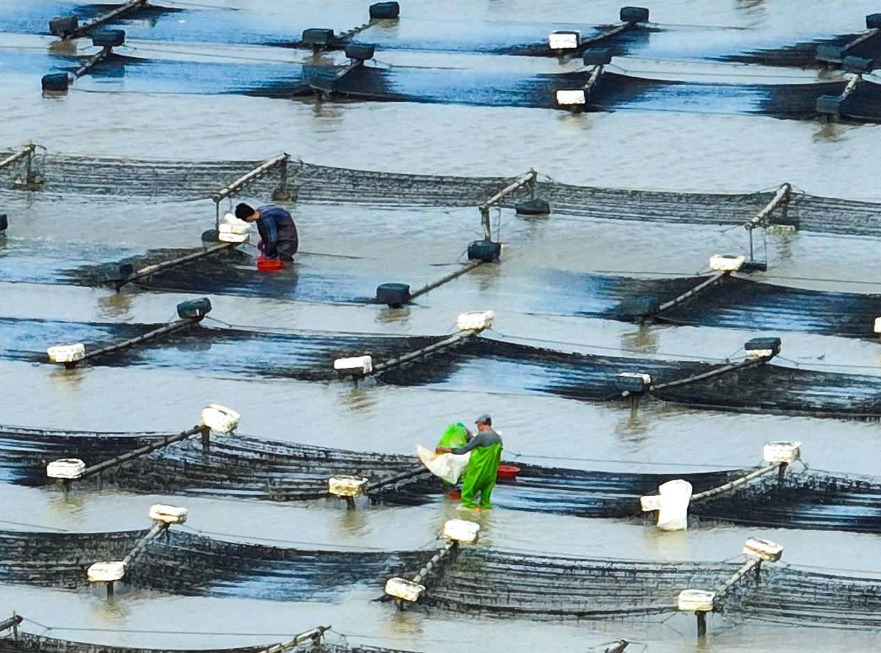 平潭：奏響“海上菜園”豐收曲